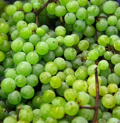 Weinrebe Pusztatraube 80-100cm - Vitis