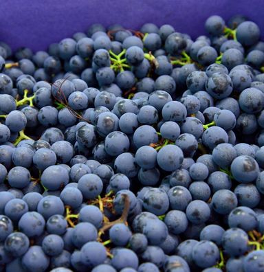 Weinrebe Muscat New York 80-100cm - Vitis