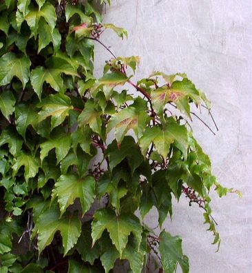 Jungfernrebe 80-100cm - Parthenocissus tricuspidata