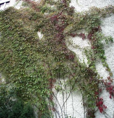 Mauerkatze Engelmann 125-150cm - Parthenocissus quinquefolia