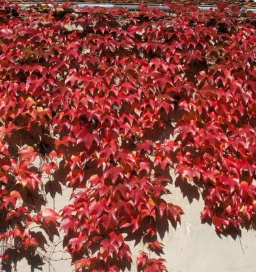 Chinesische Jungfernrebe 125-150 - Parthenocissus henryana
