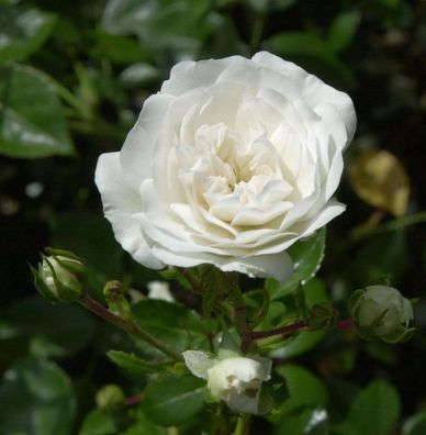 Bodendeckerrose Sea Foam 20-30cm