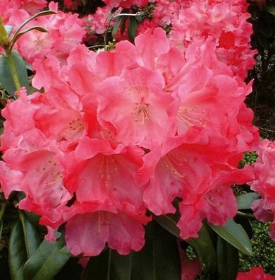 Rhododendron Morgenrot 30-40cm - Alpenrose