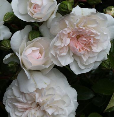 Bodendeckerrose Swany® 20-30cm