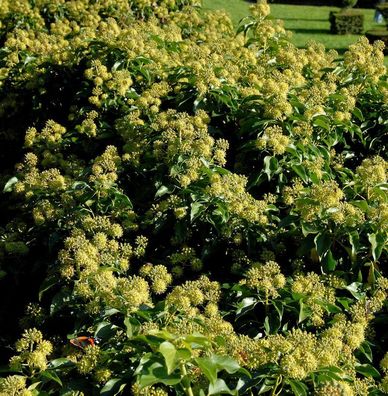 Strauch - Efeu poetarum 20-30cm - Hedera helix