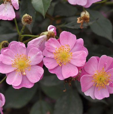 Bodendeckerrose Lavender Dream® 20-30cm