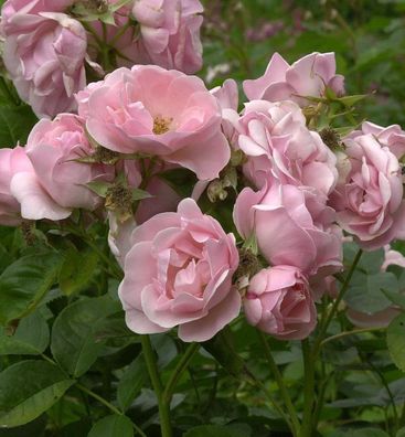 Strauchrose Astrid Lindgren® 30-60cm