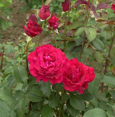 Floribundarose Duftzauber® 30-60cm