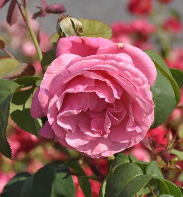 Duftrose Elbflorenz® 30-60cm