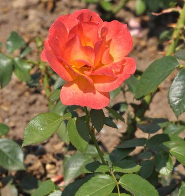 Floribundarose Fellowship® 30-60cm
