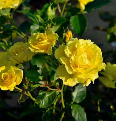 Floribundarose Friesia® 30-60cm
