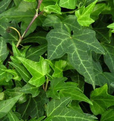 10x Efeu Green Ripple 10-15cm - Hedera helix
