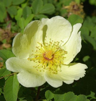 Parkrose Hugonis 30-60cm