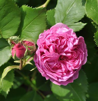 Bourbonrose La Reine Victoria 30-60cm