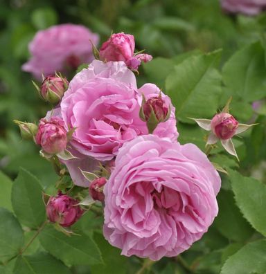 Strauchrose Louise Odier 30-60cm