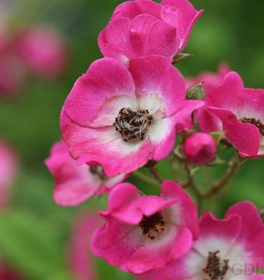 Strauchrose Mozart® 30-60cm