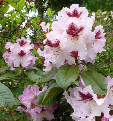 Großblumige Rhododendron Herbstfreude 30-40cm - Alpenrose