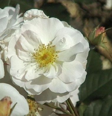 Historische Rose Penelope Pemperton 30-60cm