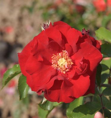 Strauchrose Roter Korsar 30-60cm