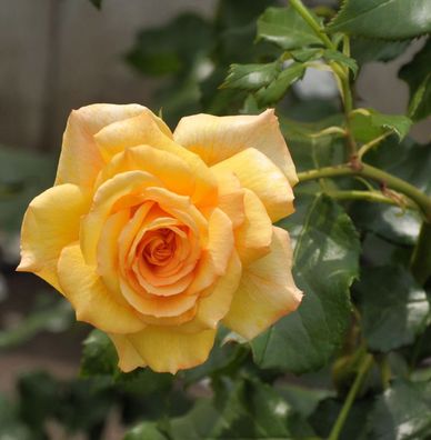 Strauchrose Sahara® 30-60cm