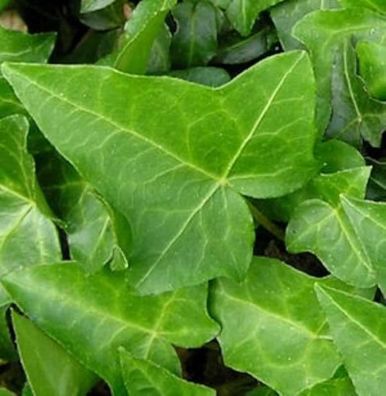 10x Efeu Heron 15-20cm - Hedera helix
