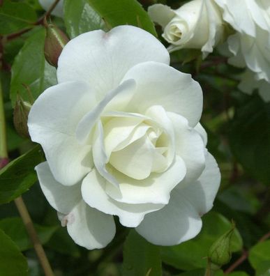 Strauchrose Schneewittchen® 30-60cm