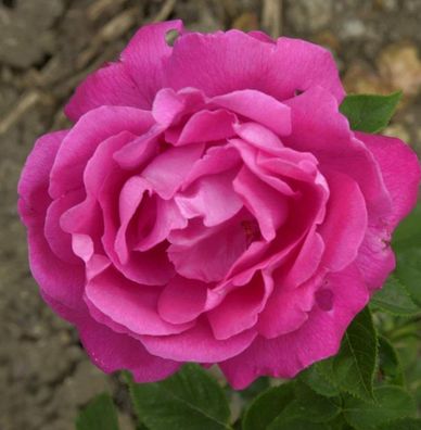 Historische Rose Ulrich Brunner Fils 30-60cm