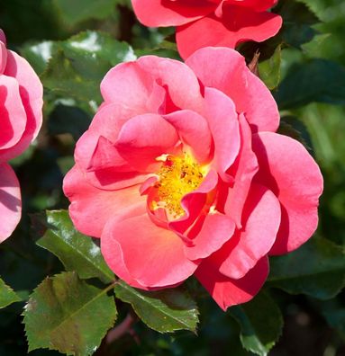 Floribundarose Melusina 30-60cm