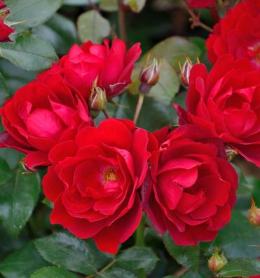 Floribundarose Milano 30-60cm