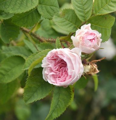 Historische Rose Felicite Parmentier 30-60cm