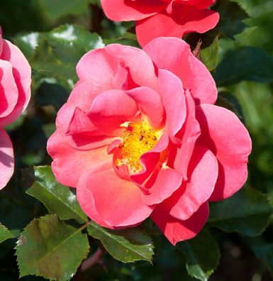 Edelrose Melusina 30-60cm