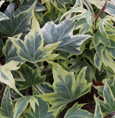 10x Efeu Yellow Ripple 10-15cm - Hedera helix