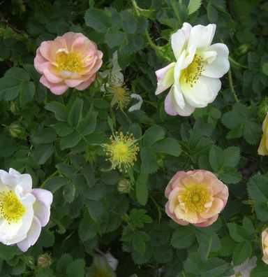 Historische Rose Canary Bird 30-60cm