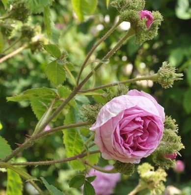 Historische Rose Chapeau de Napoleon 30-60cm