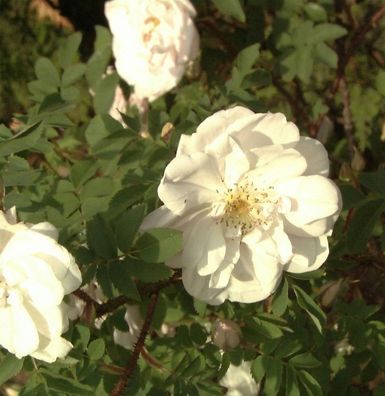 Historische Rose Stanwell Perpetual 30-60cm