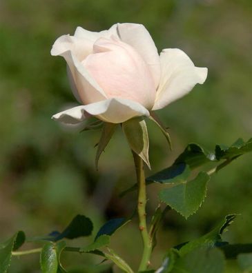 Floribundarose Dietrich Woessner 30-60cm