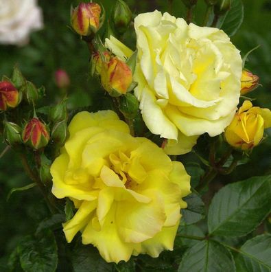 Floribundarose Goldnmarie 82 30-60cm