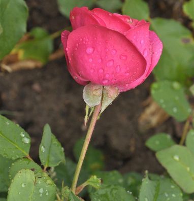 Floribundarose Planten un Blomen 30-60cm