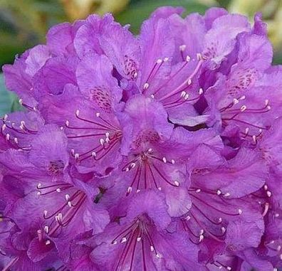 Rhododendron Bohlkens Lupinenberg Laguna® 30-40cm - Rhododendron williamsianum