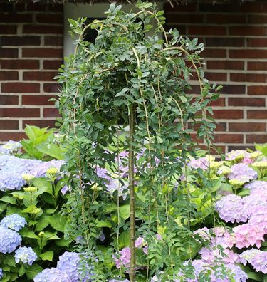 Hochstamm Hängener Erbsenstrauch 80-100cm - Caragana arborescens Pendula