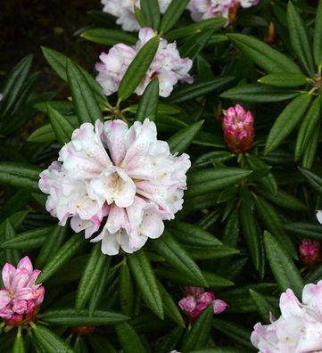Großblumige Rhododendron Blewbury 30-40cm - Alpenrose