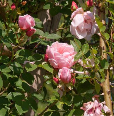 Kletterrose Albertine 30-60cm