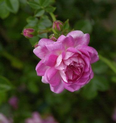 Kletterrose Alexander Girault 30-60cm