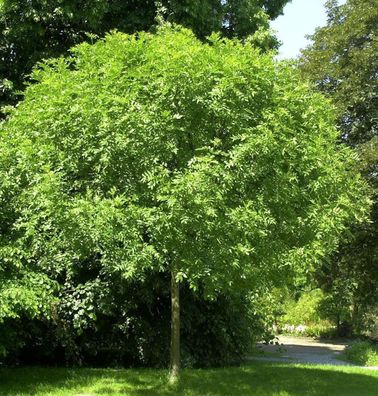 Hochstamm Kugel Esche Grüne Kugel 40-60cm - Fraxinus