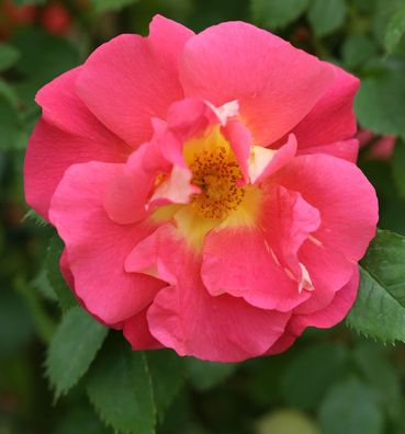 Kletterrose Bajazzo 30-60cm