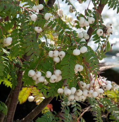 Weiße Zwerg Eberesche 60-80cm - Sorbus koehneana