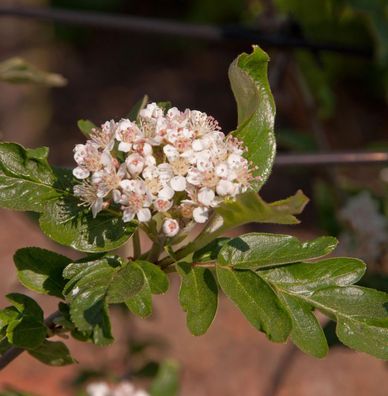 Frucht Eberesche Burka 60-80cm - Sorbus aucuparia