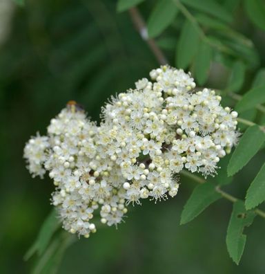 Mährische Eberesche 80-100cm - Sorbus aucuparia
