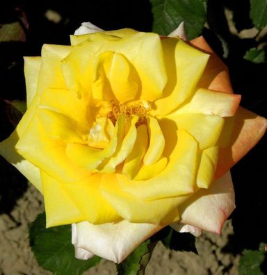 Kletterrose Dukat 30-60cm