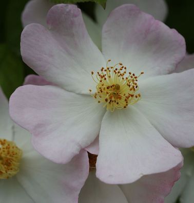 Kletterrose Francis E Lester 30-60cm